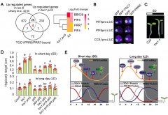 植物所科研人员揭示生物钟调控植