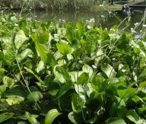 泽泻是什么：多年生水生草本植物