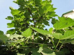 无花果种植技术：要求疏松肥沃土