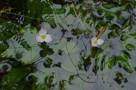 水车前草又叫什么