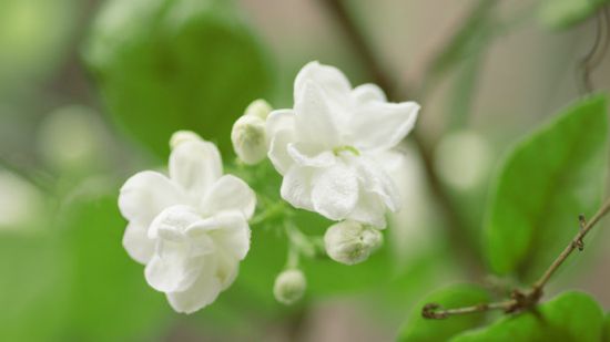 茉莉花不开花怎么办