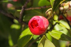 茶花叶子发黄是什么原因，茶花叶子中间一条黄