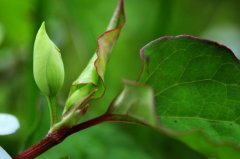 鱼腥草的做法大全：鱼腥草的吃法菜谱图文