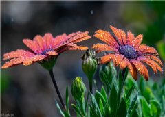 回首不见旧时人(苏雨桐林垣)小说全文章节阅读