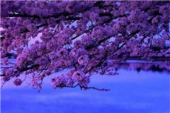 我决定忘记季先生（夏甜甜季北严