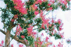 季未央章节目录季未央祈川小说阅