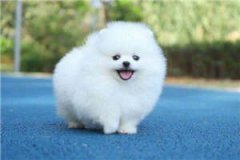 假面冬至免费阅读（假面冬至知乎