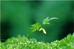 抢遗产的舅舅（顾芒陆承洲）全文
