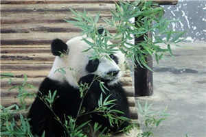 爱情不过单相思小说方思晴傅宁远目录阅读