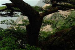 江亦风苏繁全文免费阅读大结局_江