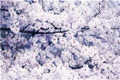 寒冬温柔(宋槐粥粥)全文免费阅读大